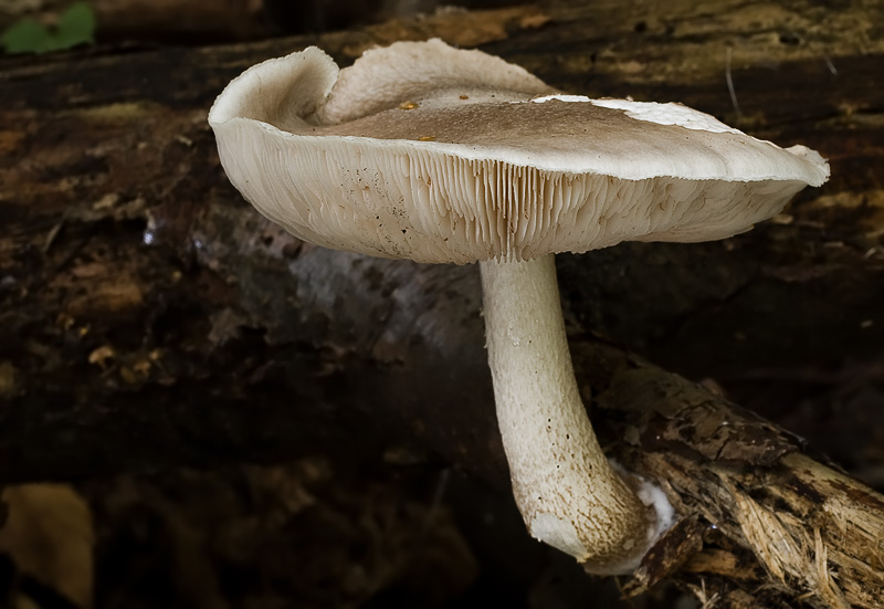 Pluteus cervinus